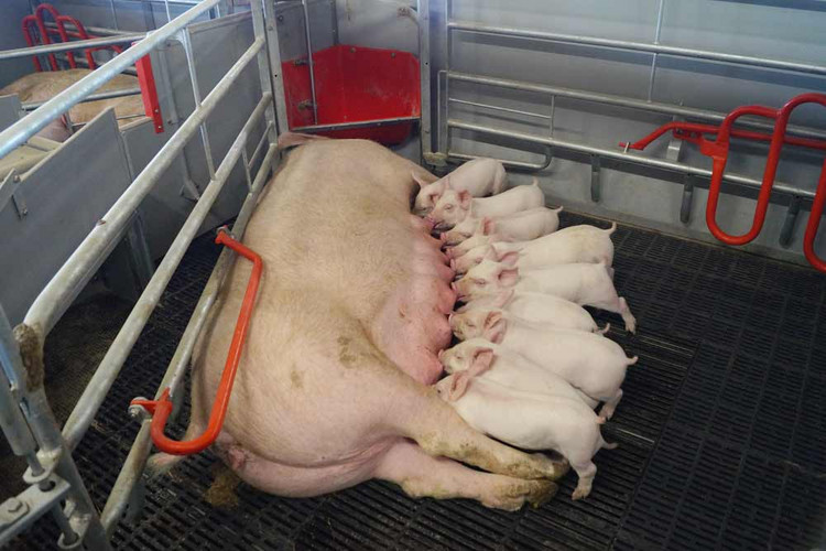 Sow with pigelts in farrowing pen