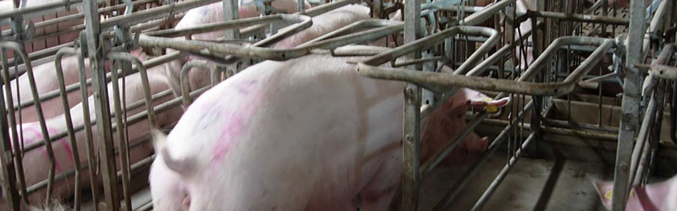 Multibox Comfort loose gestant sows Multibox Comfort loose gestant sows