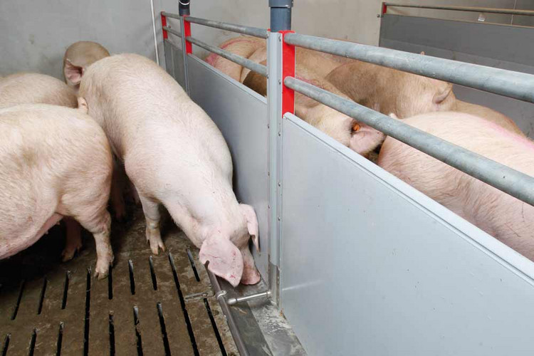 Liquid feeding wall for pigs