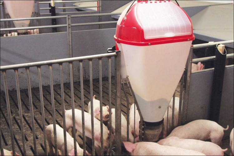 TUBE-O-MAT feeder for pigs