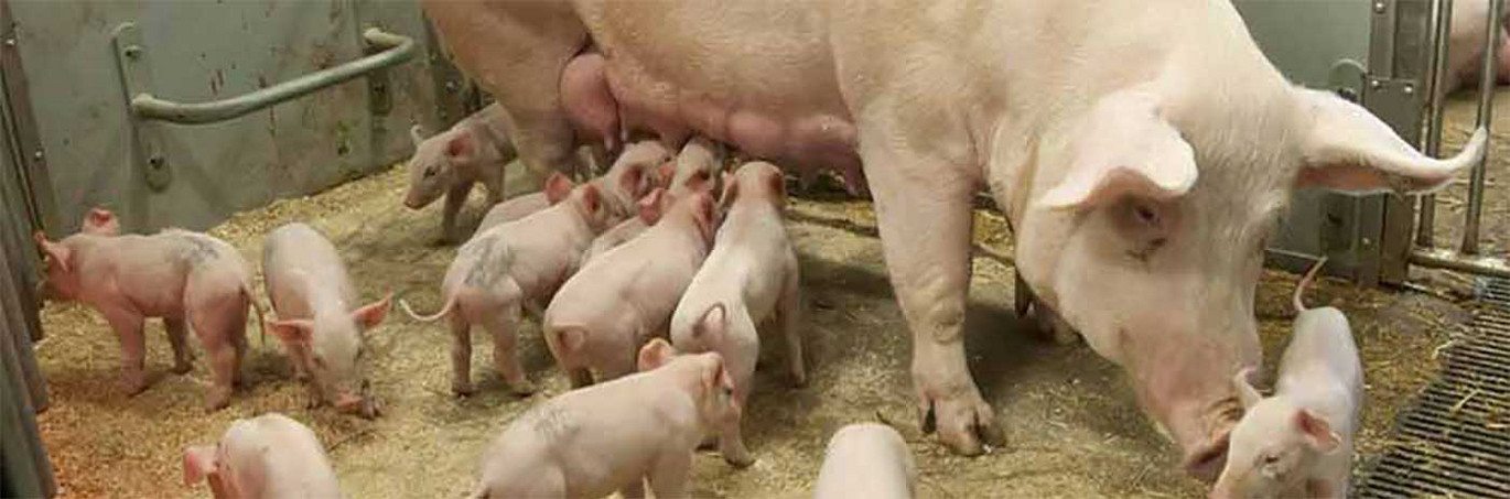 FT30 loose farrowing pen