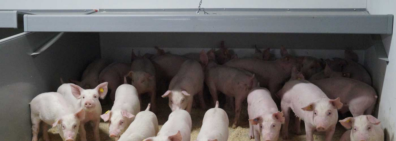 Flexcover climate cover for weaners