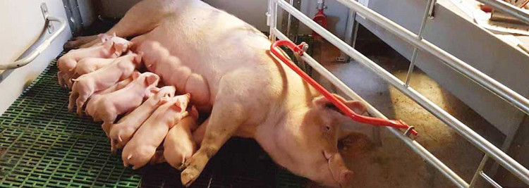 Welsafe farrowing pen Welsafe farrowing pen