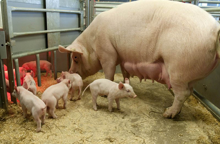 Sow with piglets in FT30 farrowing pen