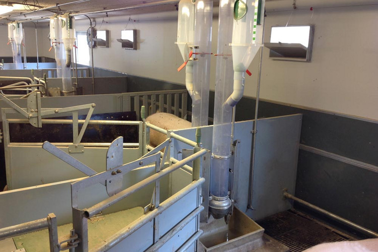 Combi-feeder for sows in farrowing pen