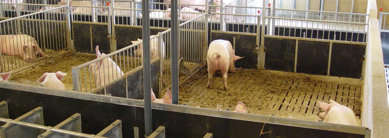 INN-O-FLEX penning for sows and boars