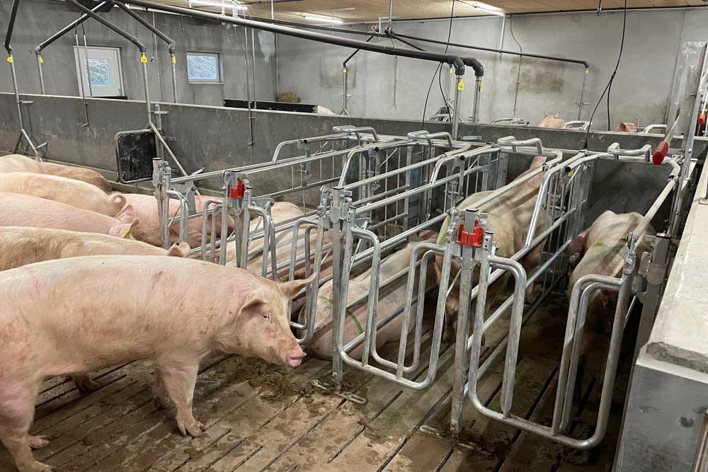 Cubrición y Gestación