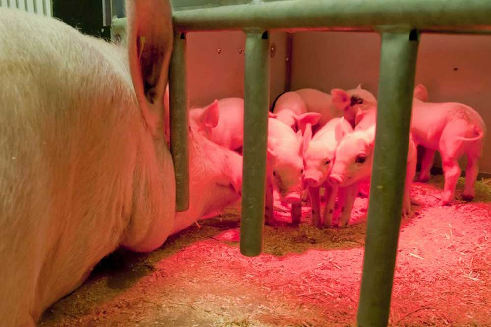 Piglets in piglet nest